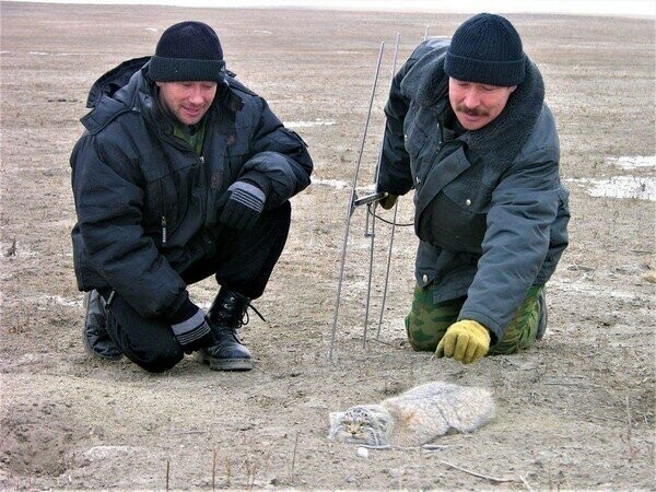 Всё в разнобой