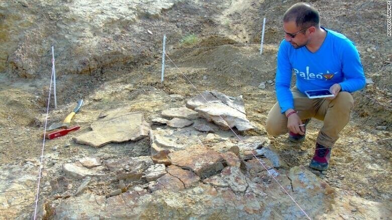 В Южной Америке найдены останки панциря древней черепахи