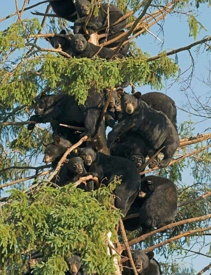 Медведи прилетели