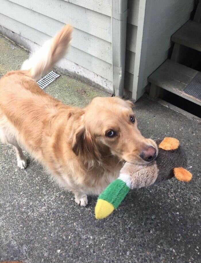 "Я болею и редко выхожу из дома. Но каждый раз, видя меня на улице, соседский пес Джаспер приносит мне для утешения свою игрушку"