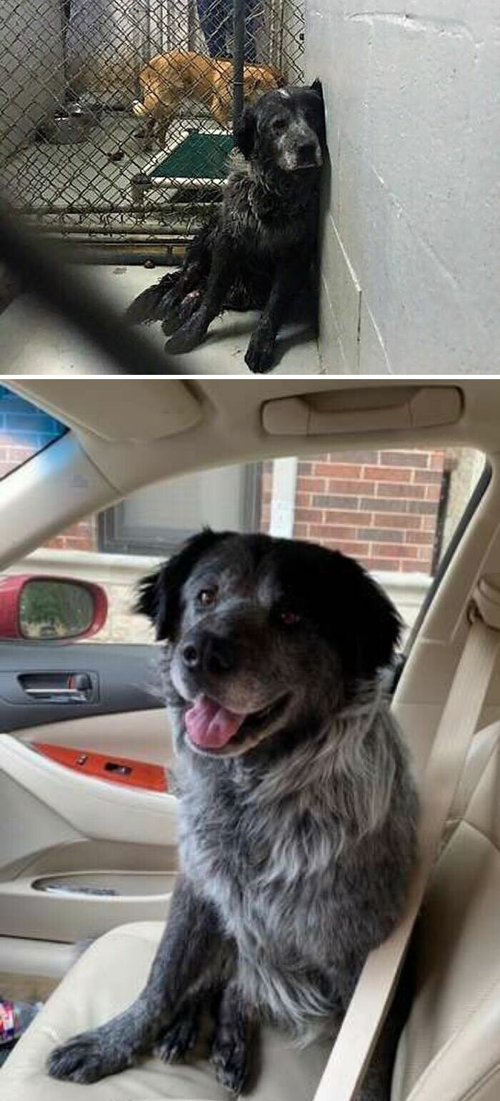 Приютский пес начинает улыбаться, поняв, что его спасли и взяли домой