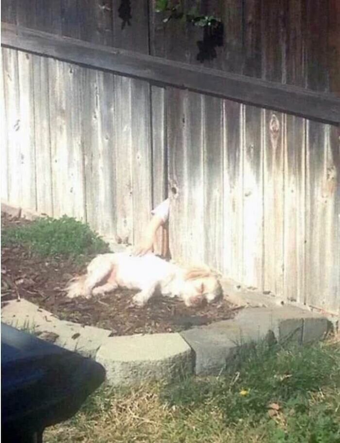 Когда подружиться с соседской собакой мешает только забор