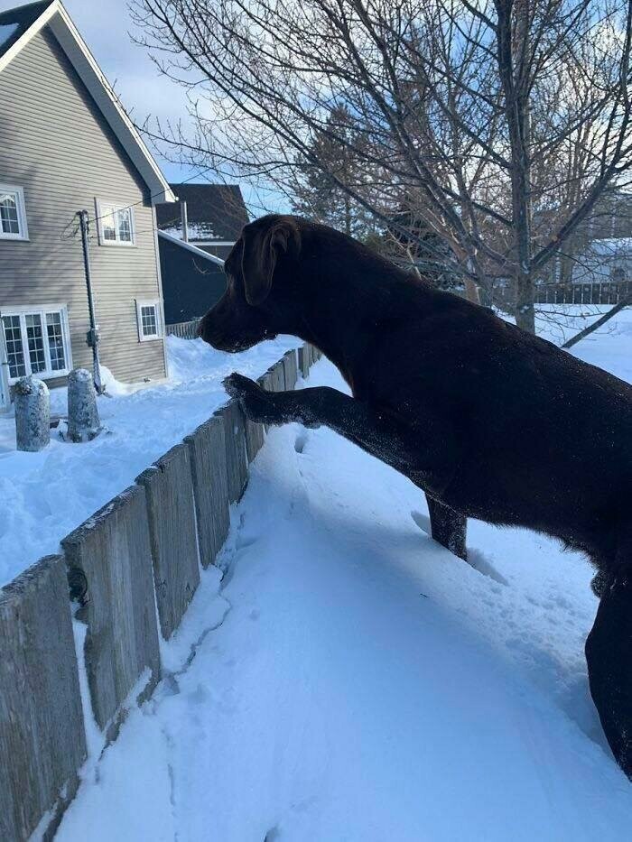 Гигантская собака смотрит через забор