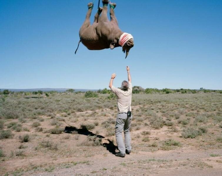 Мужчина подбрасывает носорога в воздух
