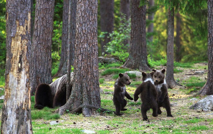 Учитель из Финляндии снял танцующих медведей