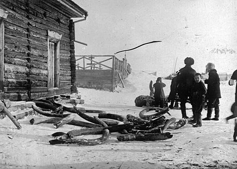 Доставка мамонтовой кости на торговый пост. Якутия. 1932 год.