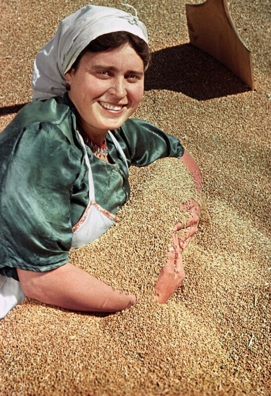Богатый урожай пшеницы собран в этом году в колхозе имени Сталина Ново-Александровского района Ставропольского края. 1951 год