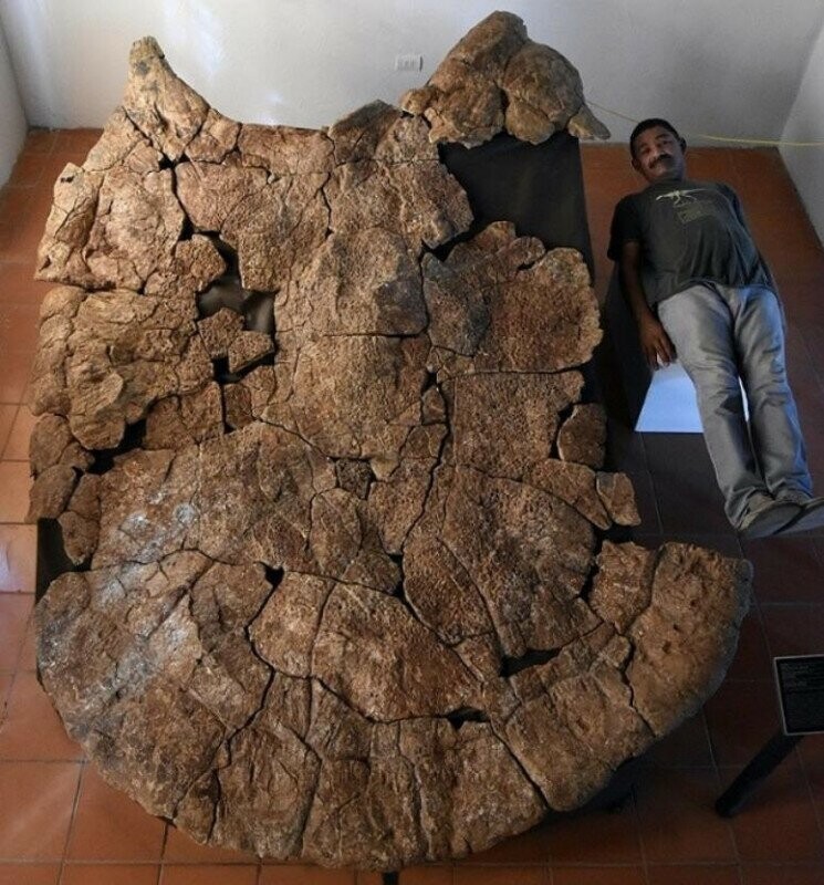 Колумбийские археологи нашли останки гигантской черепахи, которая жила 5-10 миллионов лет назад.