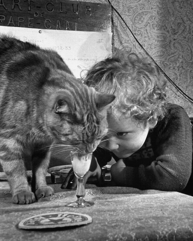 Рюмочка молока для котика. Амстердам, 1953 г.