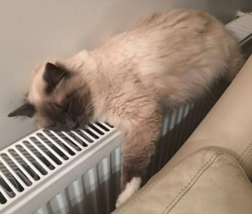 20 фото, доказывающих, что кошки не созданы для зимы