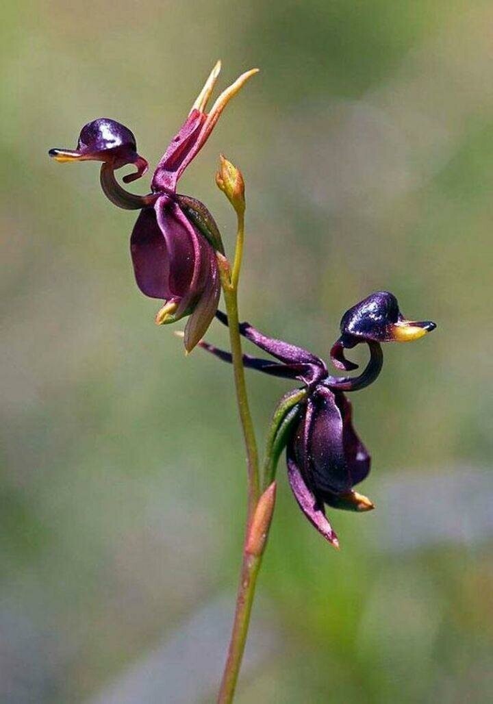 Калеана большая, растение, известное также, как орхидея Летящая утка