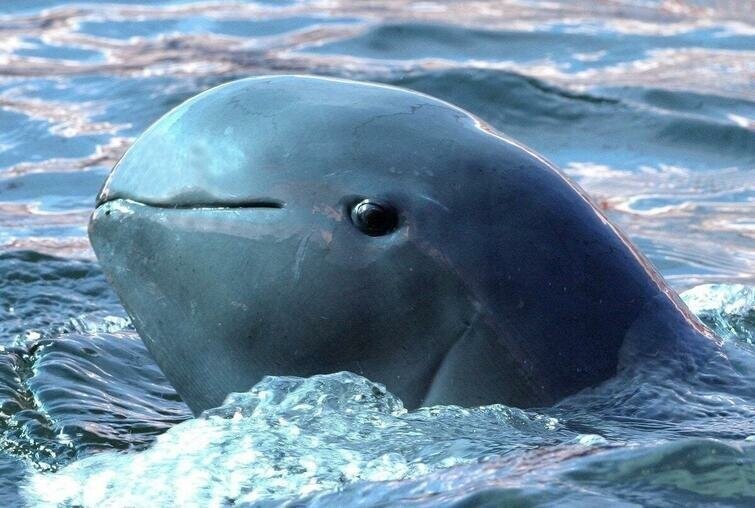 Исчезающий иравадийский дельфин
