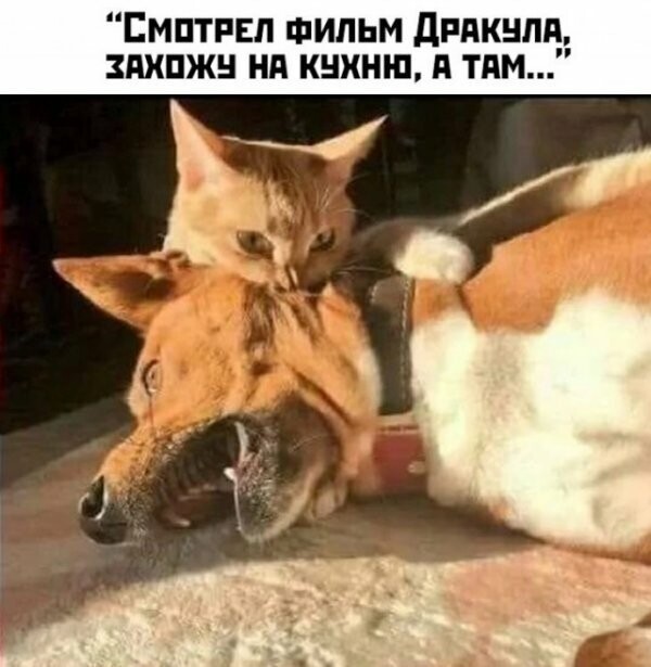 Картинки с надписями