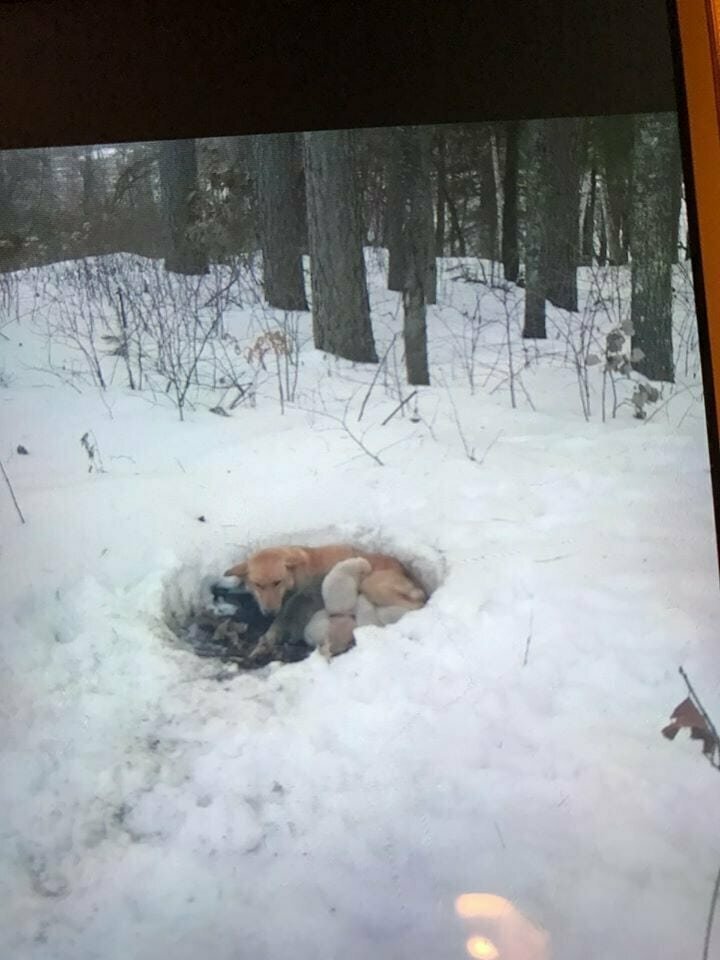 Случайные люди обнаружили в лесу собаку с 6 щенками — они жили прямо в снегу