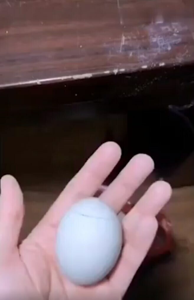 В сети показали, как выглядит процесс развития цыплёнка внутри яйца
