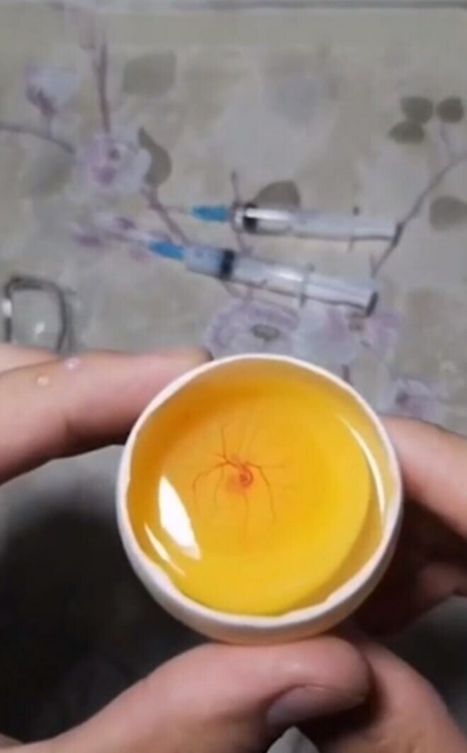 Для этого был проведён небольшой эксперимент, и птенец рос в открытом яйце, которому предварительно срезали макушку