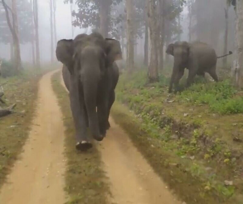Агрессивные слоны устроили погоню за туристами