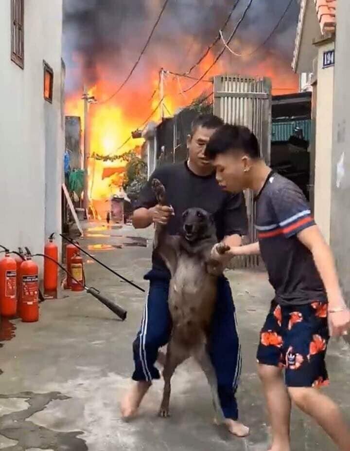 Собака испугалась покидать загоревшийся дом