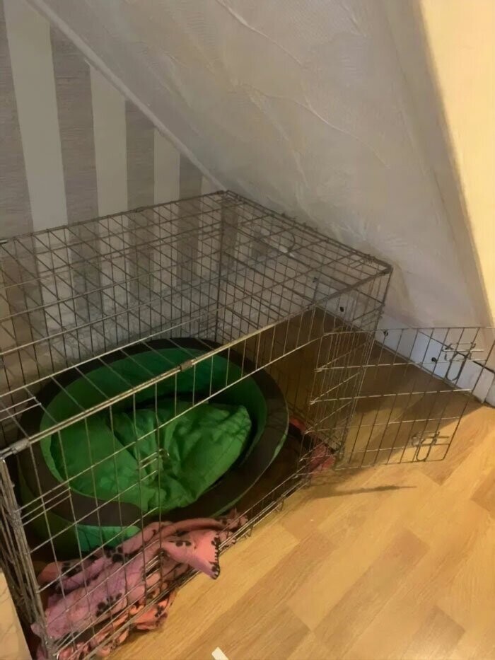 Хозяйка подарила собаке отдельную комнату