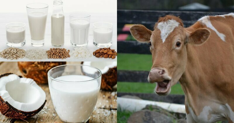 Растительное «молоко» - разрекламированная пустышка или полезный продукт