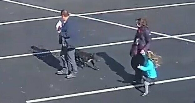 Жуткое видео: собака напала на 5-летнюю девочку