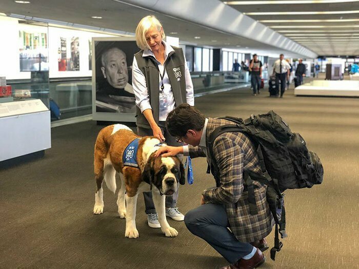 Стать собакой-терапевтом в аэропорту непросто