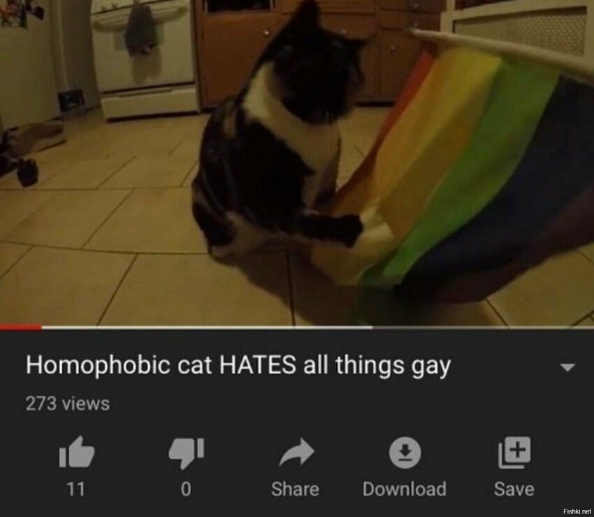Гомофобный кот ненавидит гейские вещи