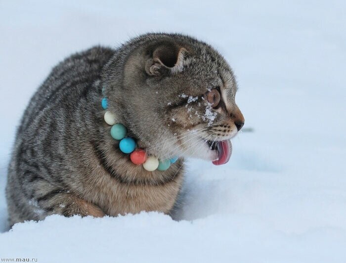 Коты, которые не любят снег