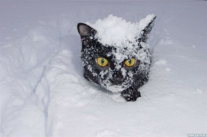 Коты, которые не любят снег