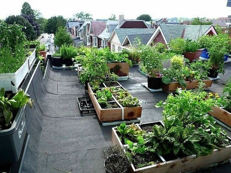 Огороды на крыше