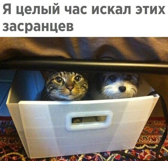 Прикольные и смешные картинки