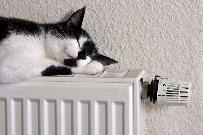 Доказательства того, что коты любят батареи и не любят холод