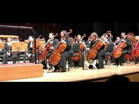 Кошка на симфоническом оркестре 