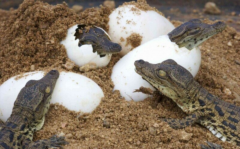 Яйцо гребнистого крокодила, 110-120 г