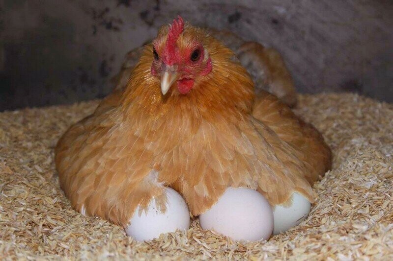 Яйцо курицы, 50-100 г