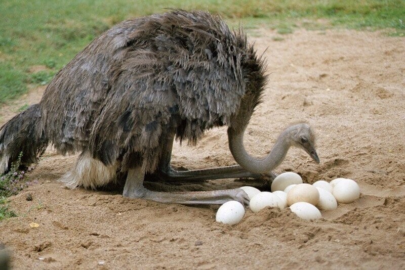 Яйцо страуса, 1,5-2 кг