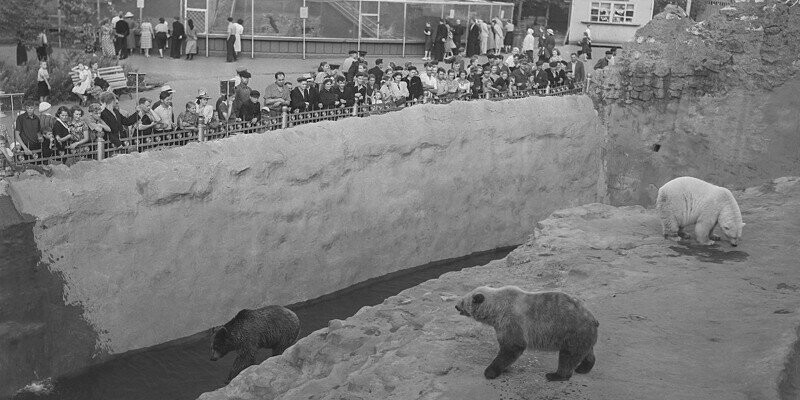Медведи в Московском зоопарке. 10 августа 1955 г.