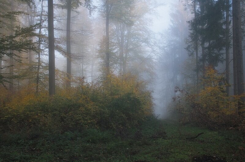 Лесные прогулки.Олег Селезнев