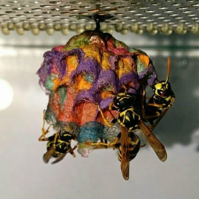 Цветное осиное гнездо