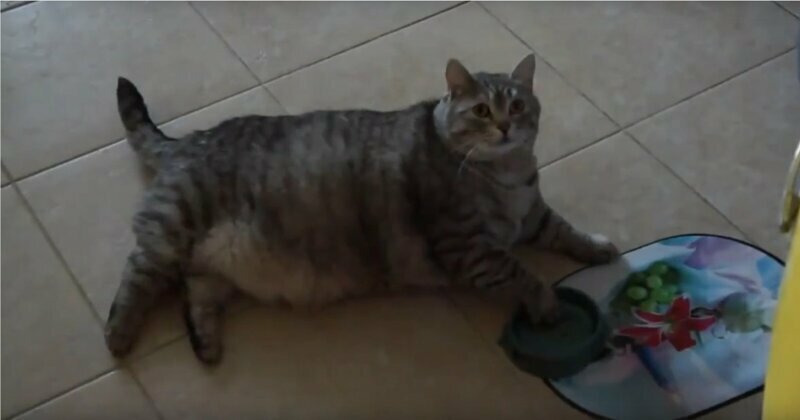 Большой и толстый кот просит у хозяев еды