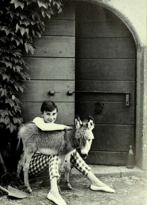 Одри Хепберн и милый маленький ослик в Риме, 1955 год. (Фото Нормана Паркинсона)