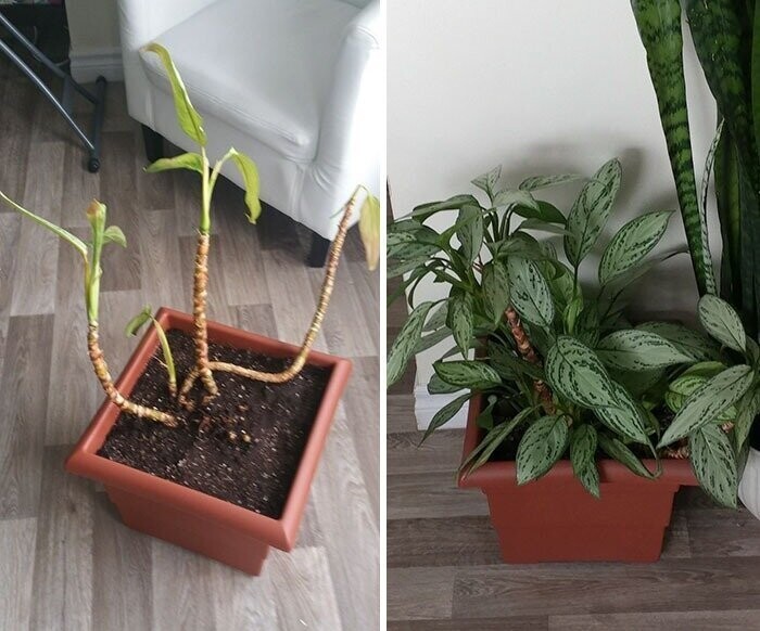Друг отдал растение в плачевном состоянии, и вот что произошло с ним за 2 года