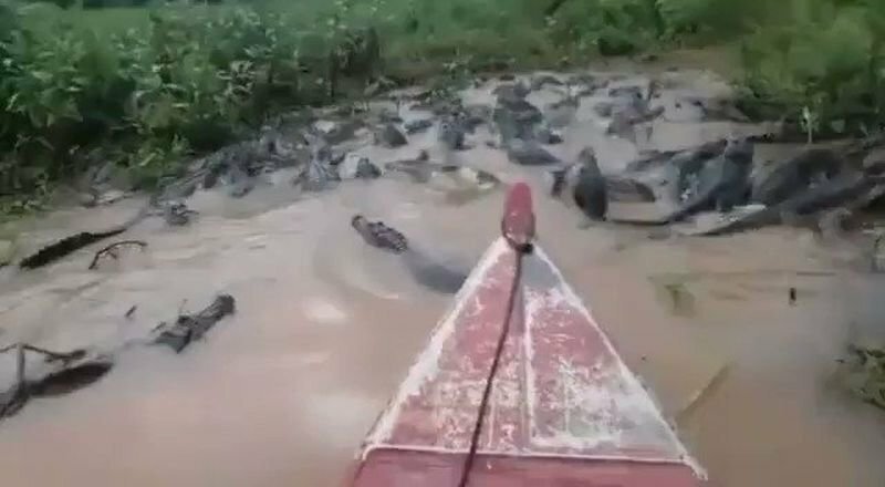 Бразильские рыбаки потревожили покой десятков крокодилов