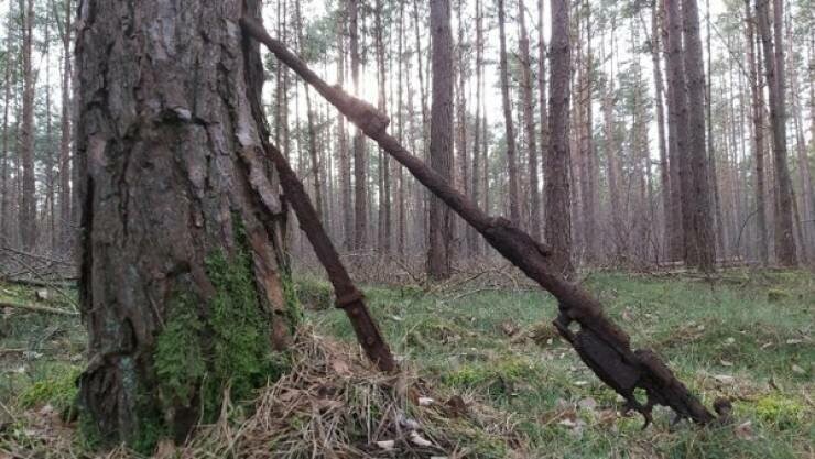 Мощи Второй мировой войны все еще повсюду в немецких лесах