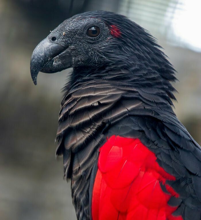 Попугай Дракула: самая готичная птица планеты