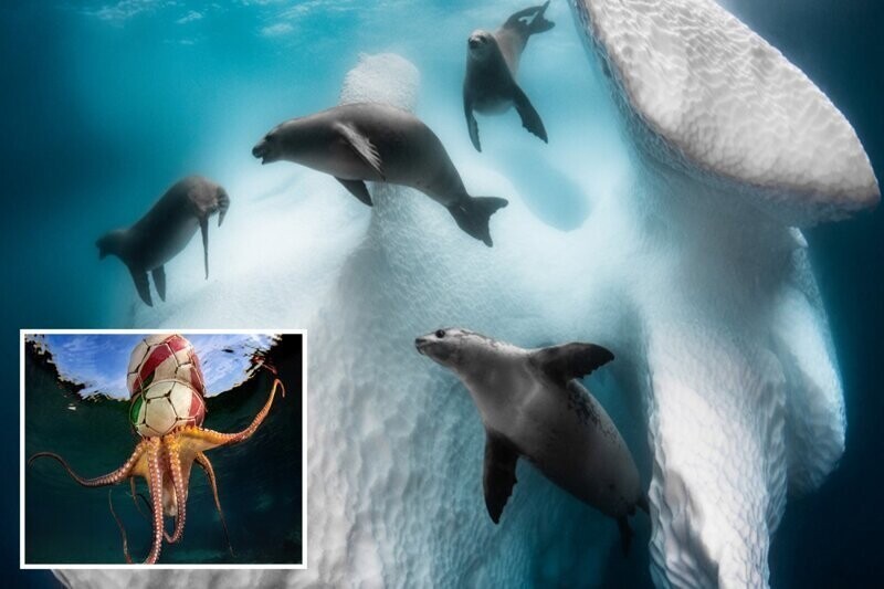 Снимки-победители конкурса подводной фотографии Underwater Photographer of the Year