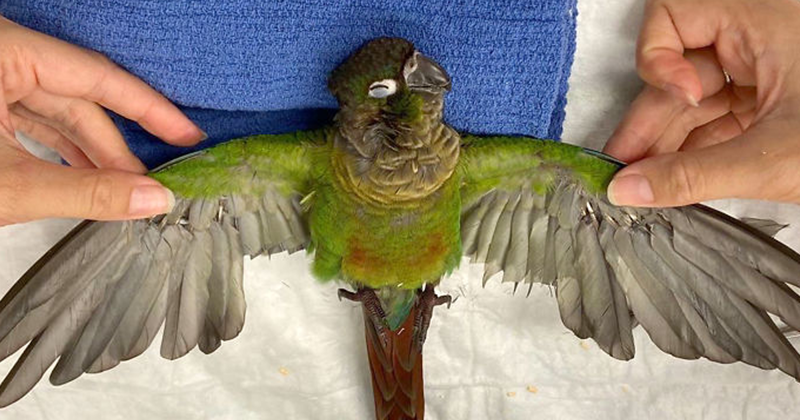 Австралийский ветеринар нарастила попугаю обрезанные крылья 