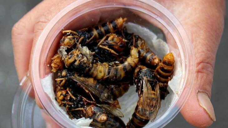 Жареные осы — деликатес японской кухни