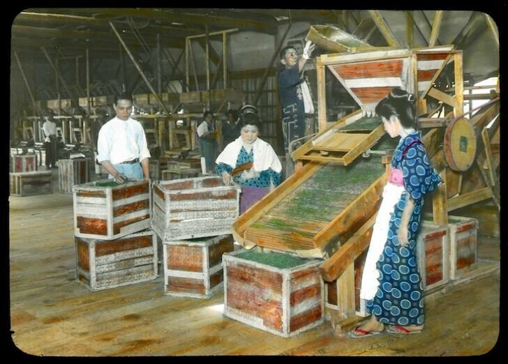 С куста до потребителя: как проходило производство чая в Японии начала XX века