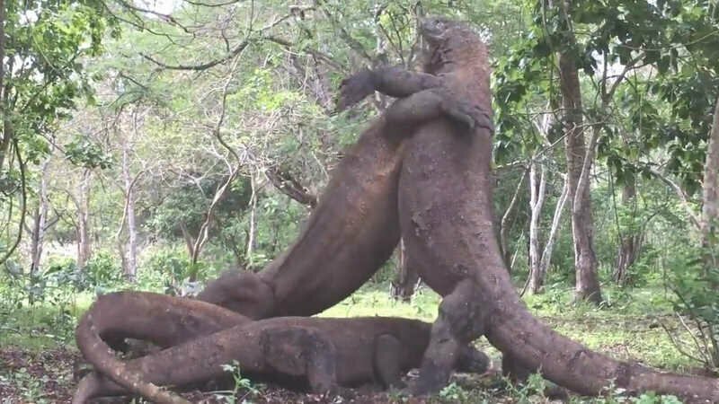 4 комодских варана провели ритуальный бой за самку